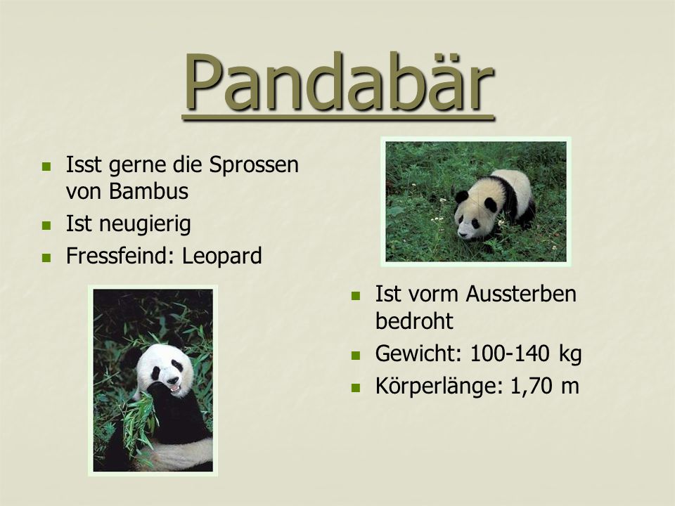 Pandabär Isst gerne die Sprossen von Bambus Ist neugierig