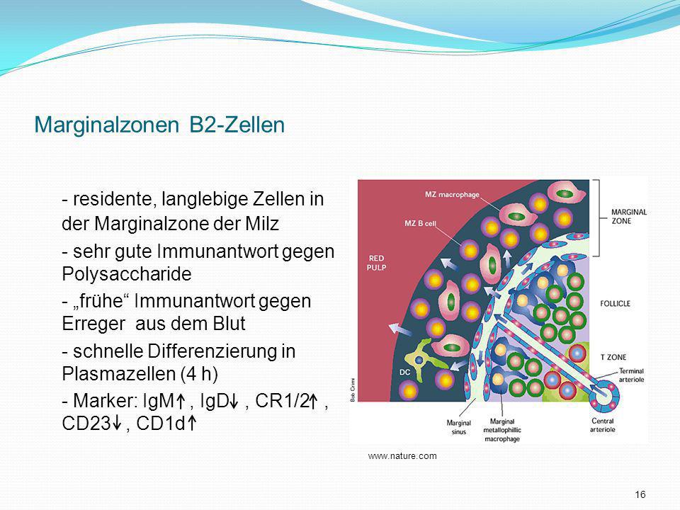 Marginalzonen B2-Zellen