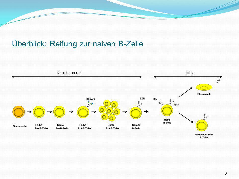 Überblick: Reifung zur naiven B-Zelle