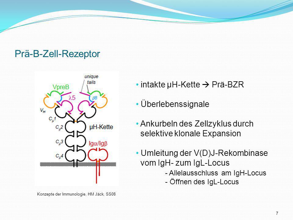 Prä-B-Zell-Rezeptor intakte μH-Kette  Prä-BZR Überlebenssignale