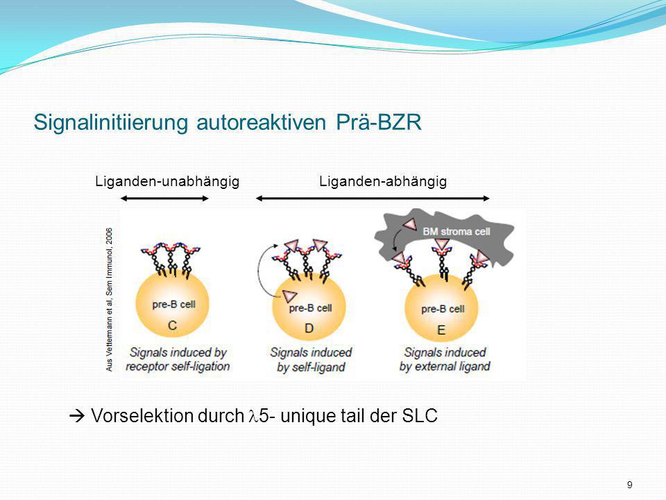 Signalinitiierung autoreaktiven Prä-BZR