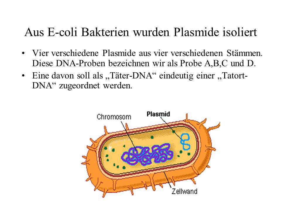 Aus E-coli Bakterien wurden Plasmide isoliert