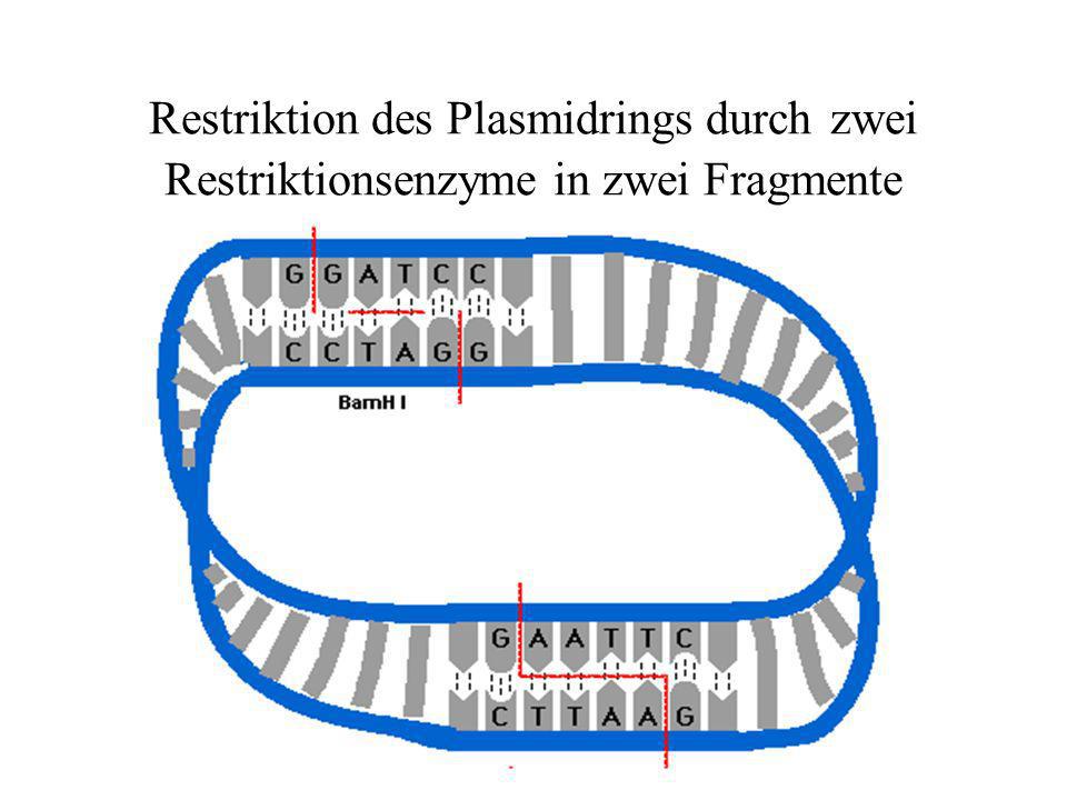 Restriktion des Plasmidrings durch zwei Restriktionsenzyme in zwei Fragmente