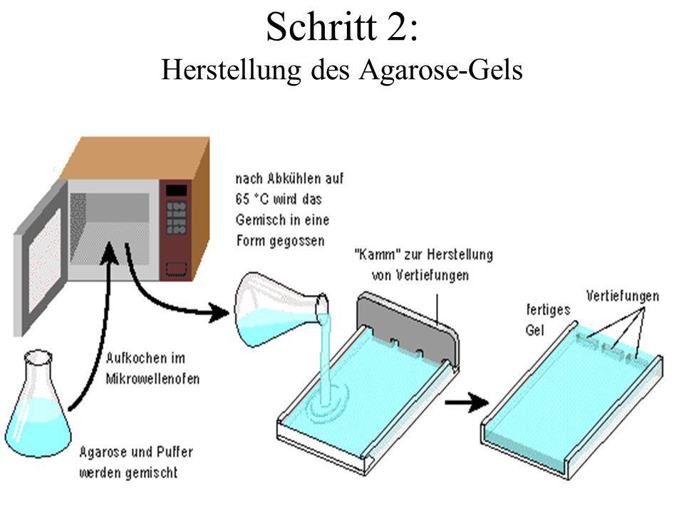 Schritt 2: Herstellung des Agarose-Gels