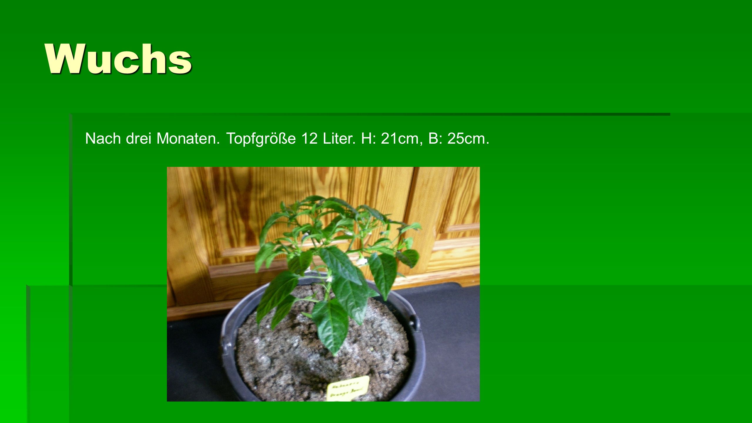 Wuchs Nach drei Monaten. Topfgröße 12 Liter. H: 21cm, B: 25cm.