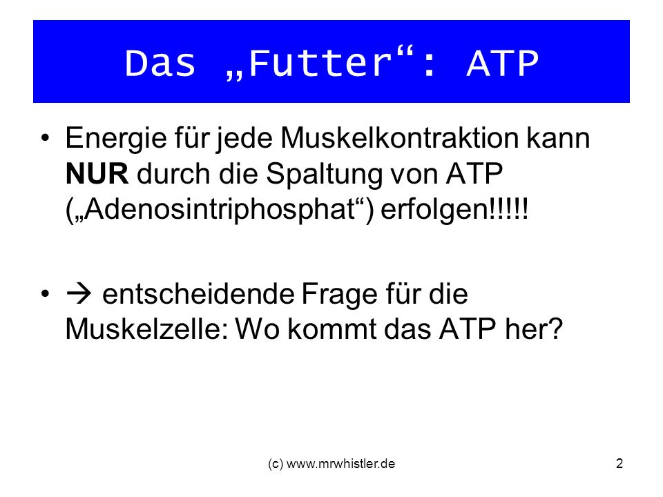 Das „Futter : ATP Energie für jede Muskelkontraktion kann NUR durch die Spaltung von ATP („Adenosintriphosphat ) erfolgen!!!!!