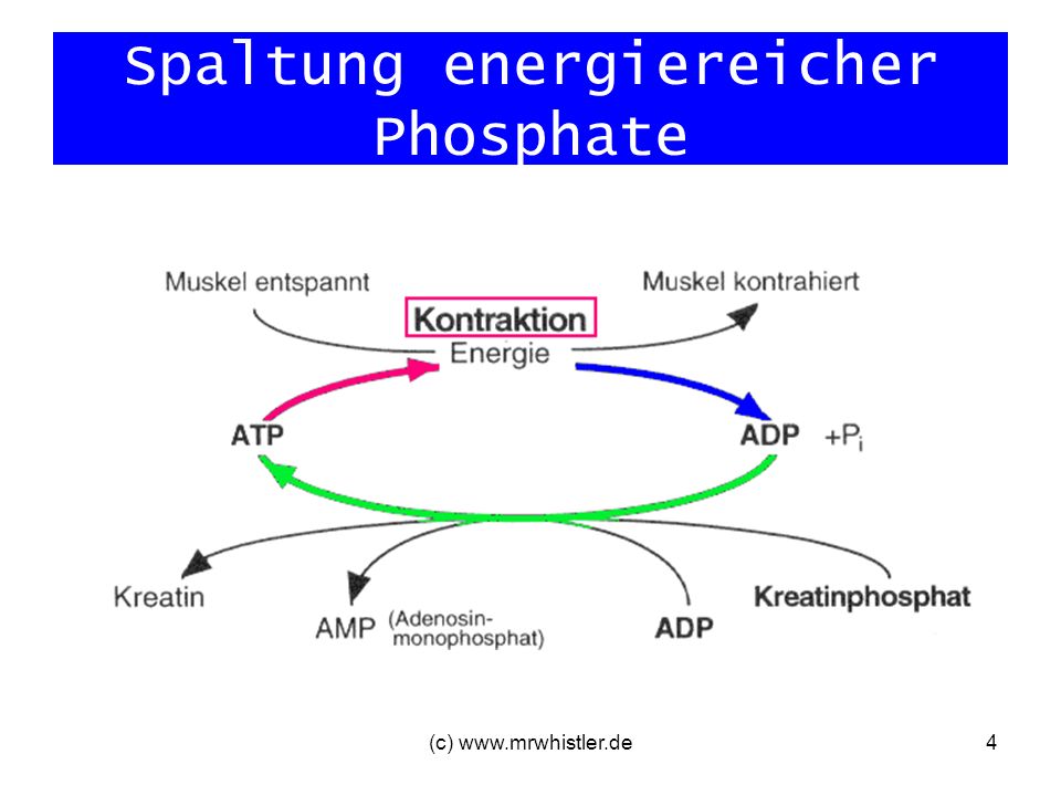 Spaltung energiereicher Phosphate