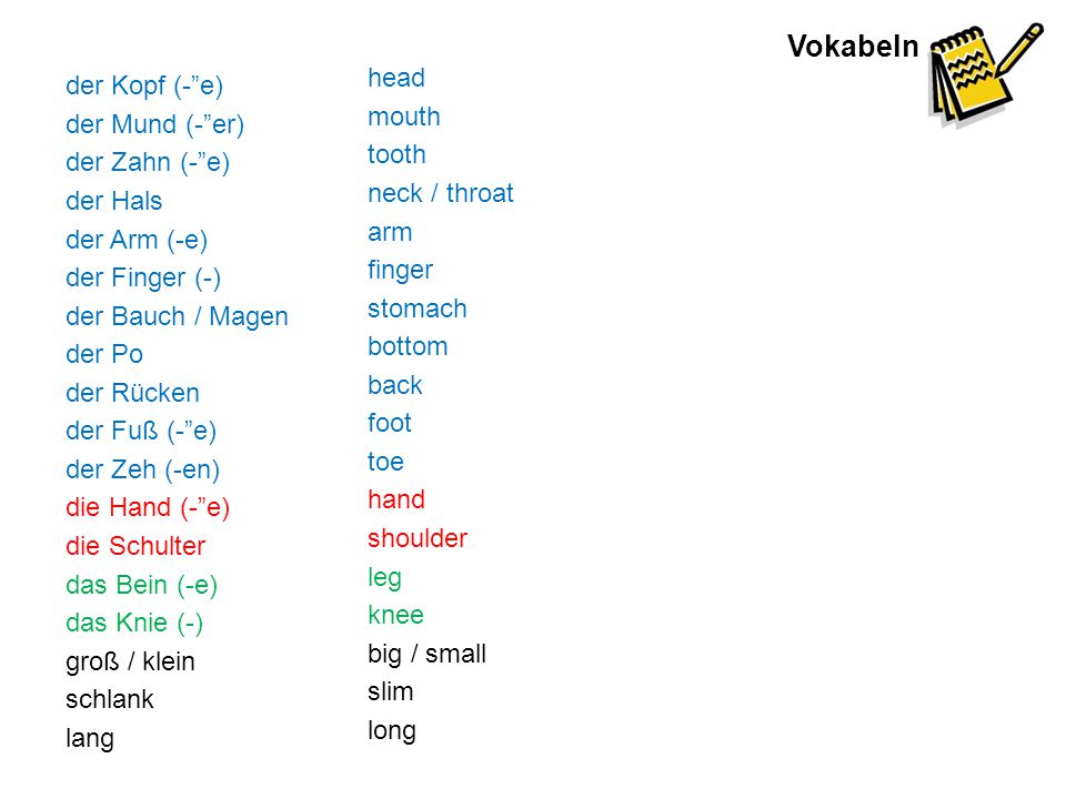 Vokabeln head mouth tooth neck / throat arm finger stomach bottom back foot toe hand shoulder leg knee big / small slim long