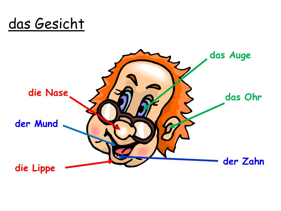 das Gesicht das Auge die Nase das Ohr der Mund der Zahn die Lippe