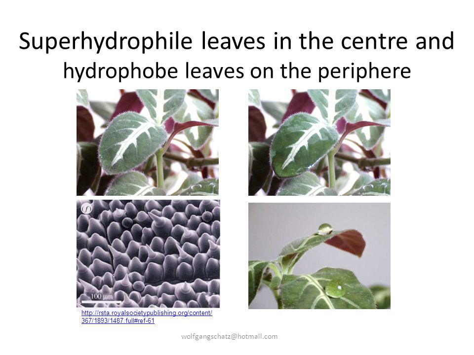 Superhydrophile leaves in the centre and hydrophobe leaves on the periphere