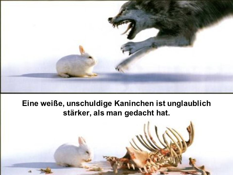 Eine weiße, unschuldige Kaninchen ist unglaublich stärker, als man gedacht hat.