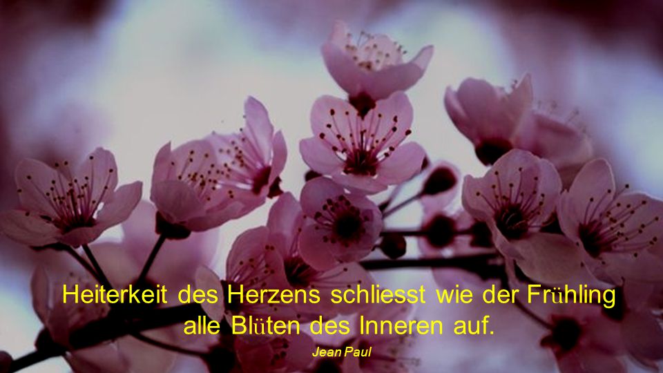 Heiterkeit des Herzens schliesst wie der Frühling alle Blüten des Inneren auf.