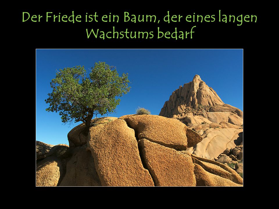 Der Friede ist ein Baum, der eines langen Wachstums bedarf
