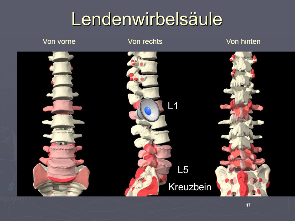Lendenwirbelsäule Von vorne Von rechts Von hinten L1 L5 Kreuzbein 17