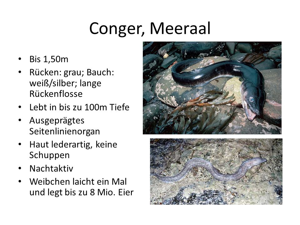 Conger, Meeraal Bis 1,50m. Rücken: grau; Bauch: weiß/silber; lange Rückenflosse. Lebt in bis zu 100m Tiefe.