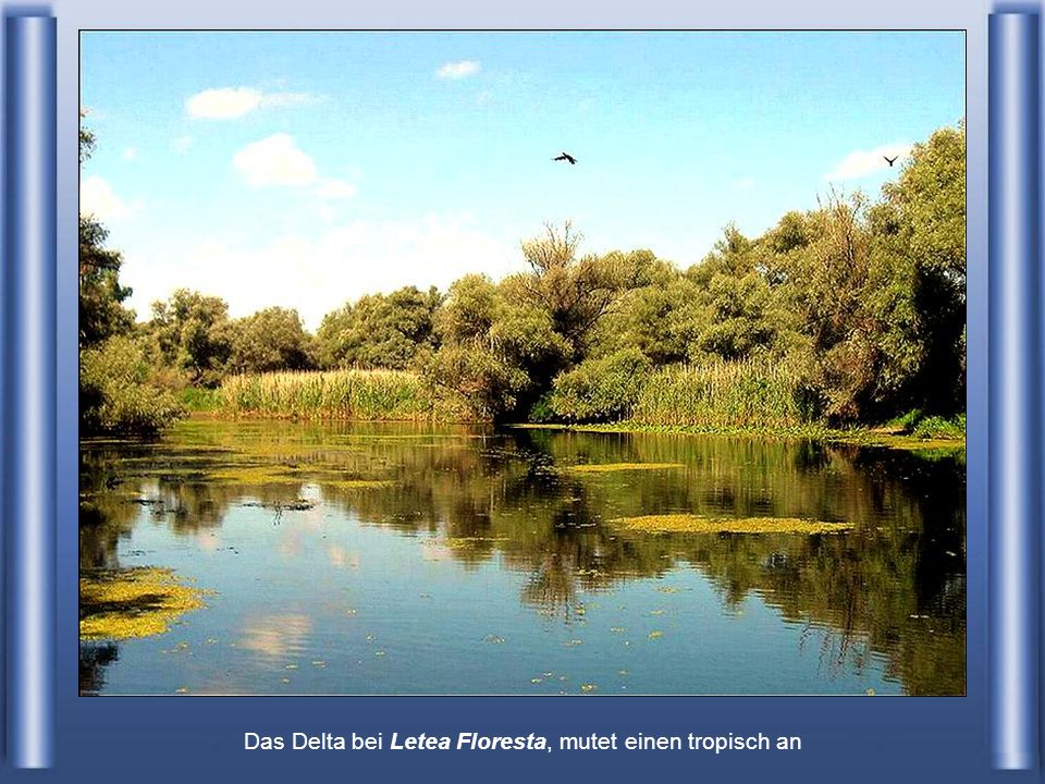 Das Delta bei Letea Floresta, mutet einen tropisch an