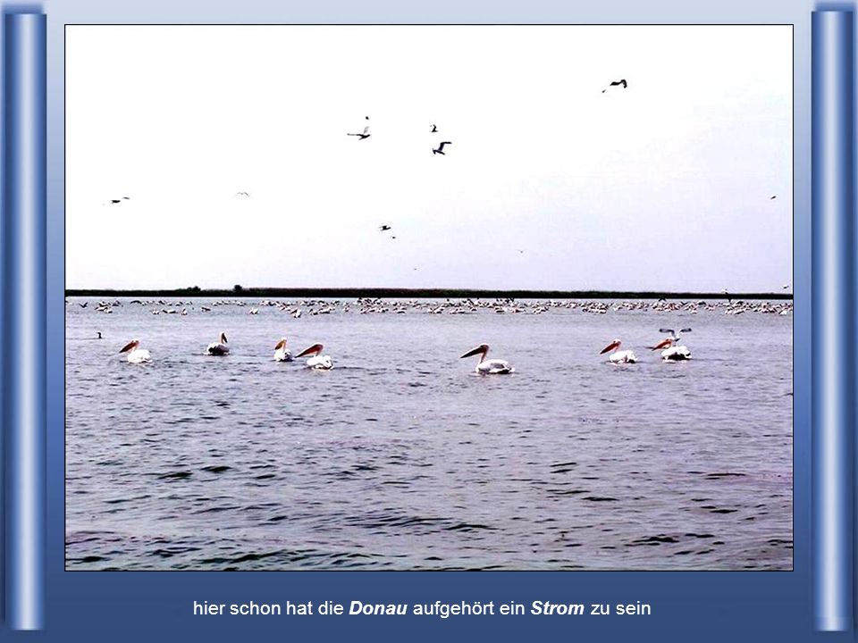 hier schon hat die Donau aufgehört ein Strom zu sein