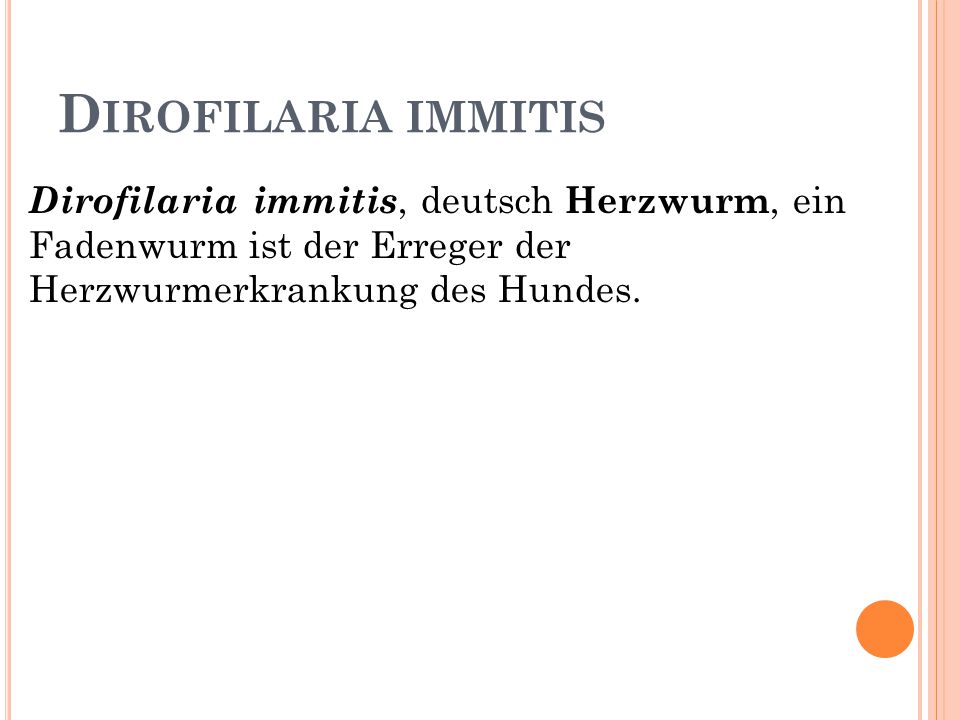 Dirofilaria immitis Dirofilaria immitis, deutsch Herzwurm, ein Fadenwurm ist der Erreger der Herzwurmerkrankung des Hundes.