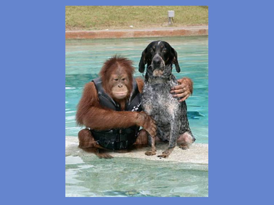 After losing his parents, this 3 year old orangutan was so depressed he wouldn t eat and didn t respond to any medical treatments. The veterinarians thought he would surely die from sadness.