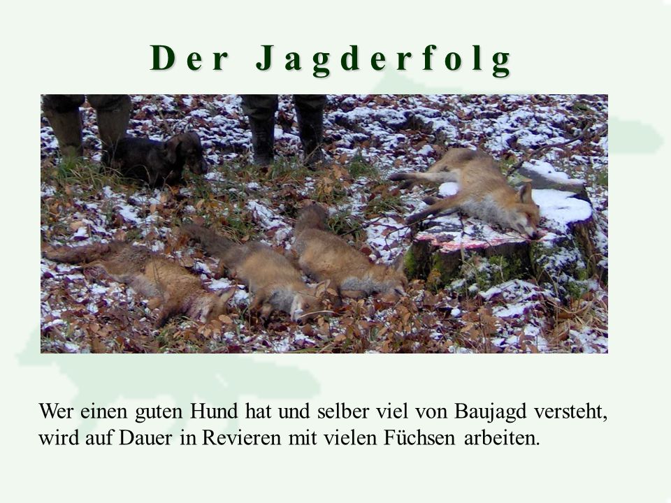 D e r J a g d e r f o l g Wer einen guten Hund hat und selber viel von Baujagd versteht, wird auf Dauer in Revieren mit vielen Füchsen arbeiten.