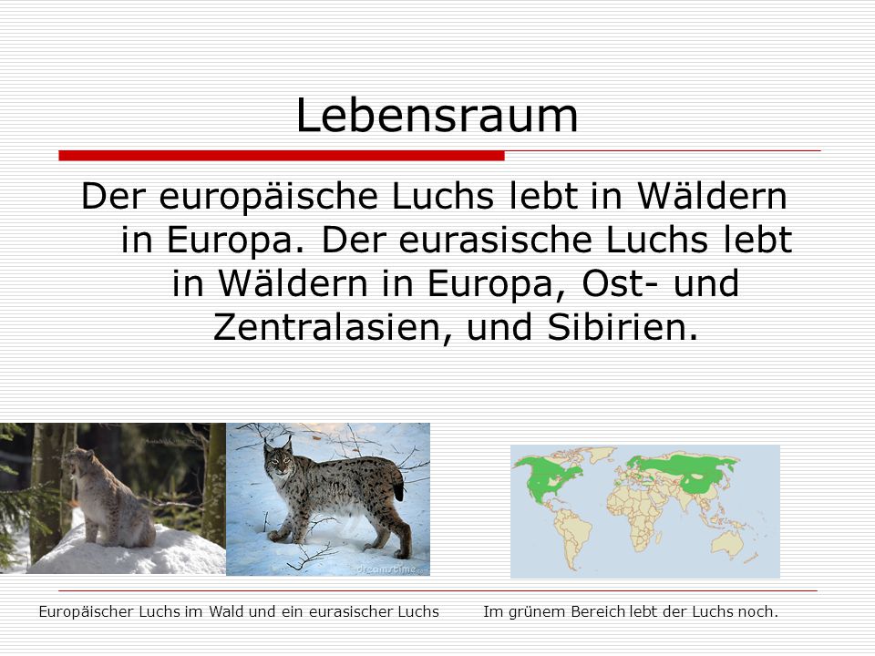 Lebensraum Der europäische Luchs lebt in Wäldern in Europa. Der eurasische Luchs lebt in Wäldern in Europa, Ost- und Zentralasien, und Sibirien.
