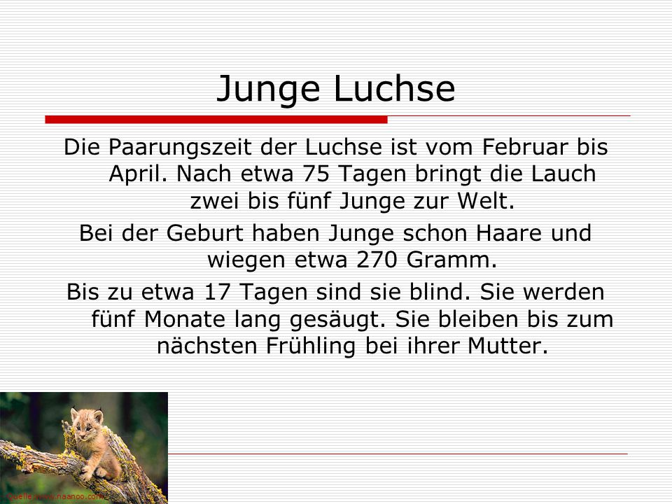 Bei der Geburt haben Junge schon Haare und wiegen etwa 270 Gramm.