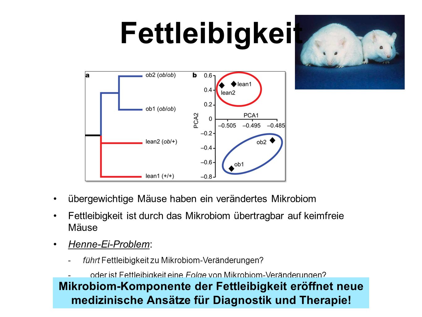 Fettleibigkeit übergewichtige Mäuse haben ein verändertes Mikrobiom. Fettleibigkeit ist durch das Mikrobiom übertragbar auf keimfreie Mäuse.
