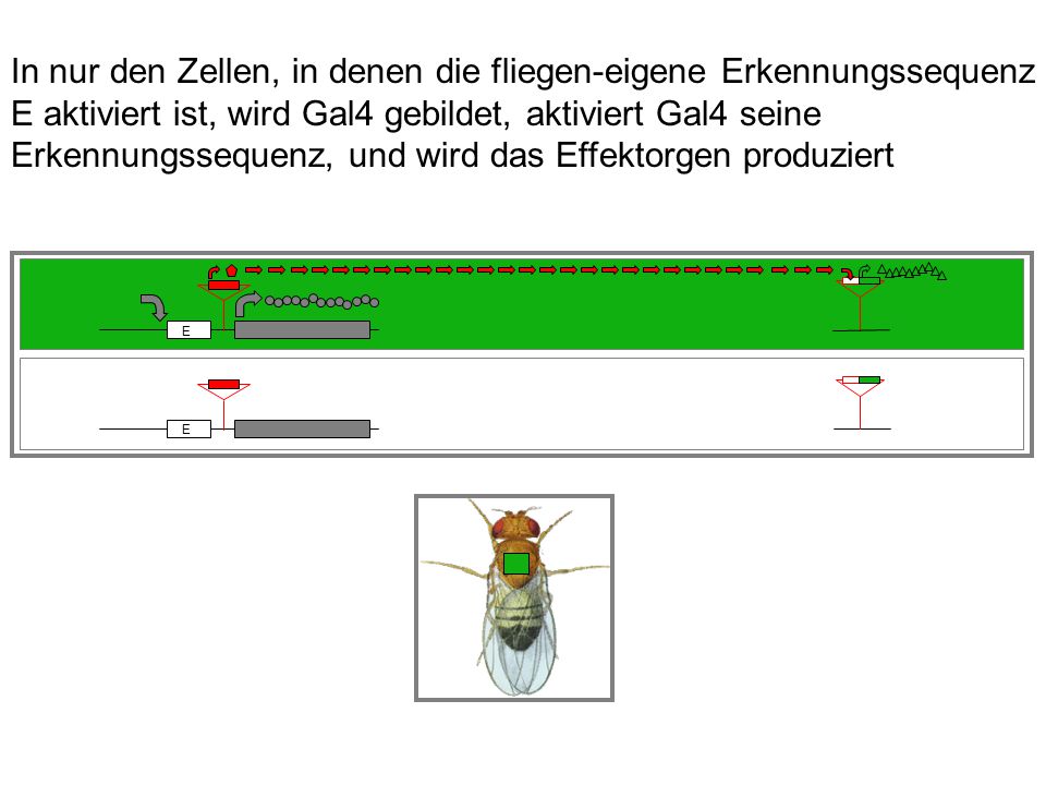 In nur den Zellen, in denen die fliegen-eigene Erkennungssequenz E aktiviert ist, wird Gal4 gebildet, aktiviert Gal4 seine Erkennungssequenz, und wird das Effektorgen produziert