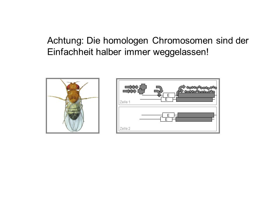 Achtung: Die homologen Chromosomen sind der Einfachheit halber immer weggelassen!