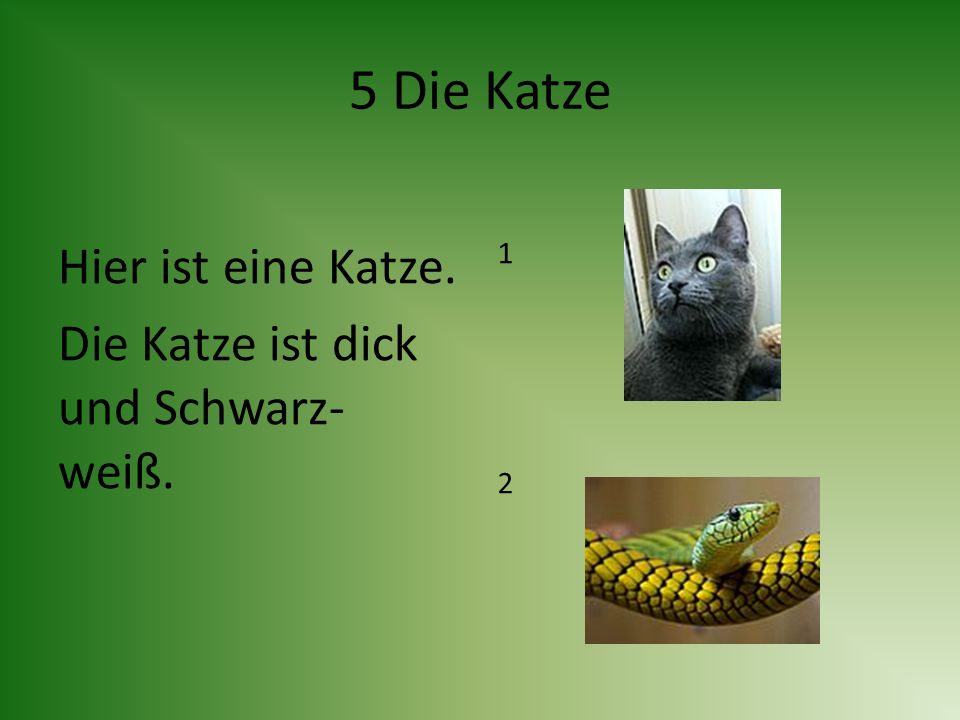5 Die Katze Hier ist eine Katze. Die Katze ist dick und Schwarz- weiß.