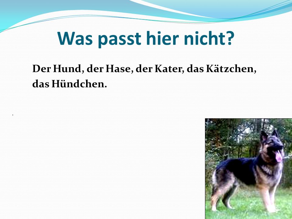 Was passt hier nicht Der Hund, der Hase, der Kater, das Kätzchen, das Hündchen. .