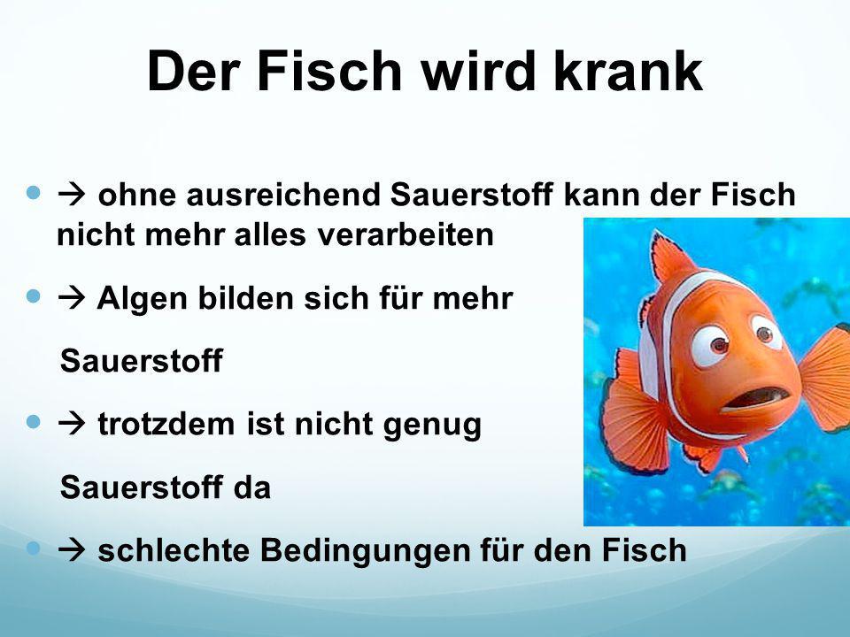 Der Fisch wird krank  ohne ausreichend Sauerstoff kann der Fisch nicht mehr alles verarbeiten.  Algen bilden sich für mehr.