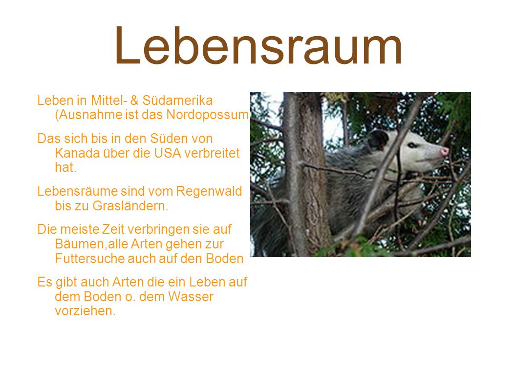Lebensraum Leben in Mittel- & Südamerika (Ausnahme ist das Nordopossum) Das sich bis in den Süden von Kanada über die USA verbreitet hat.