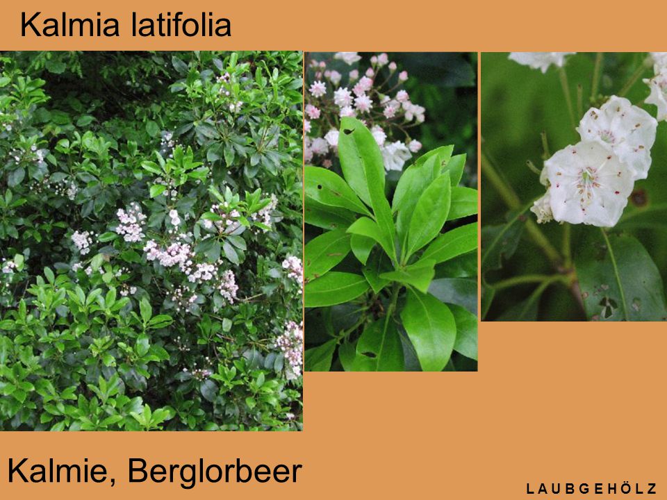 Kalmia latifolia Kalmie, Berglorbeer L A U B G E H Ö L Z