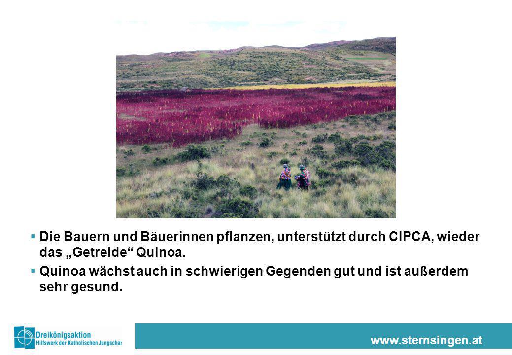 Die Bauern und Bäuerinnen pflanzen, unterstützt durch CIPCA, wieder das „Getreide Quinoa.