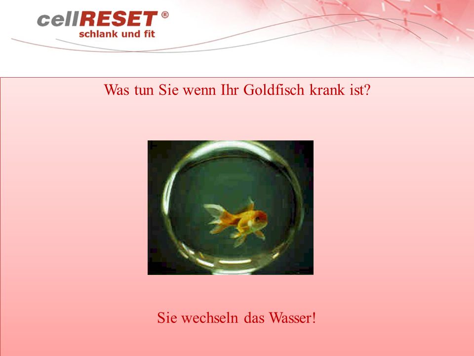 Was tun Sie wenn Ihr Goldfisch krank ist Sie wechseln das Wasser!