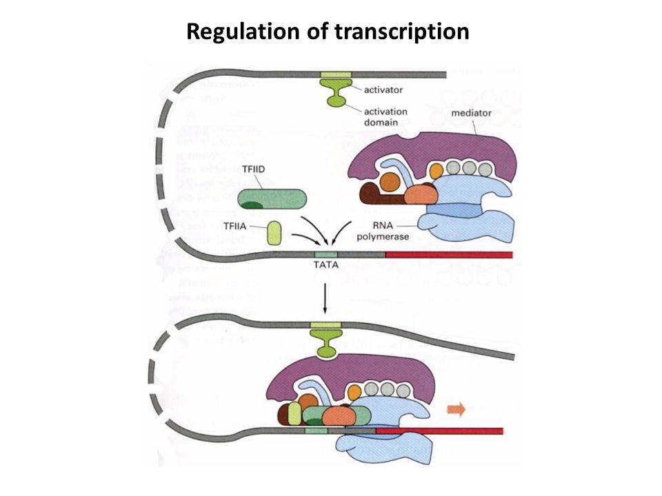 Regulation of transcription