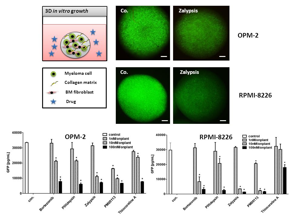 OPM-2 RPMI-8226 OPM-2 RPMI D in vitro growth Co. Zalypsis Co.