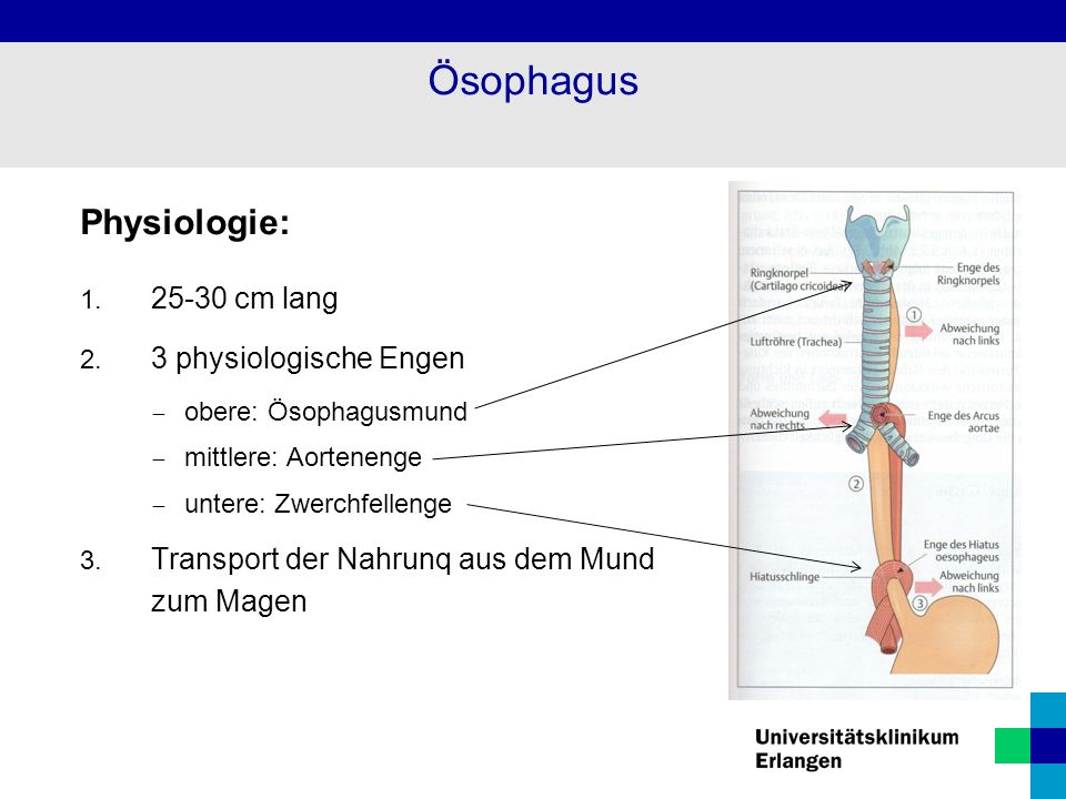 Ösophagus Physiologie: cm lang 3 physiologische Engen