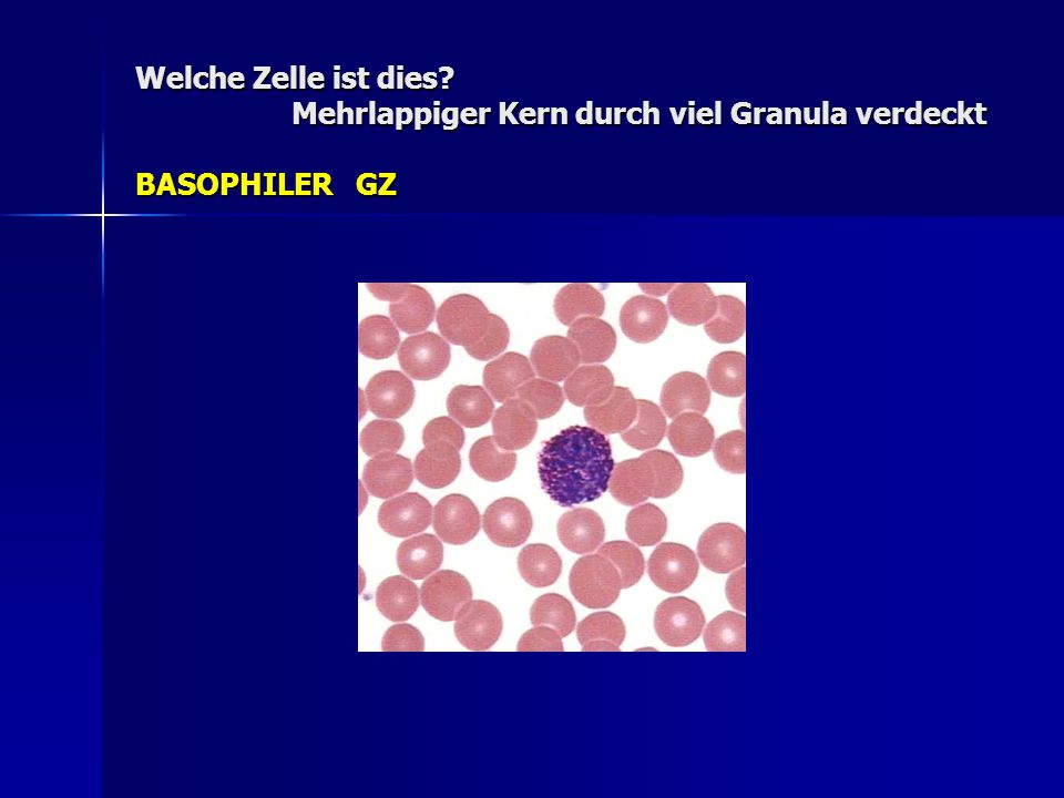 Welche Zelle ist dies Mehrlappiger Kern durch viel Granula verdeckt BASOPHILER GZ