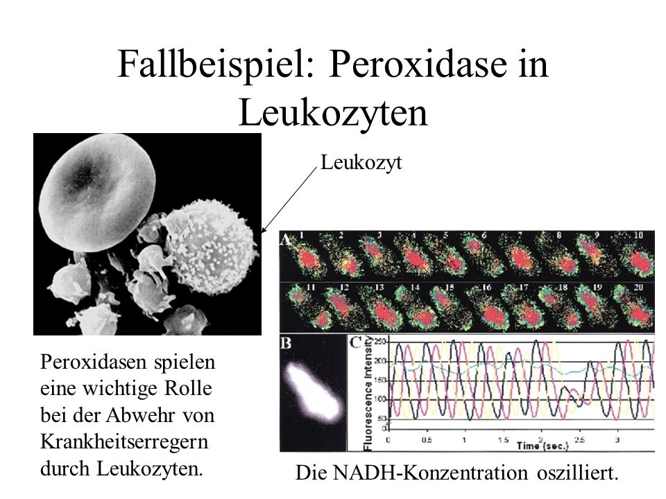 Fallbeispiel: Peroxidase in Leukozyten