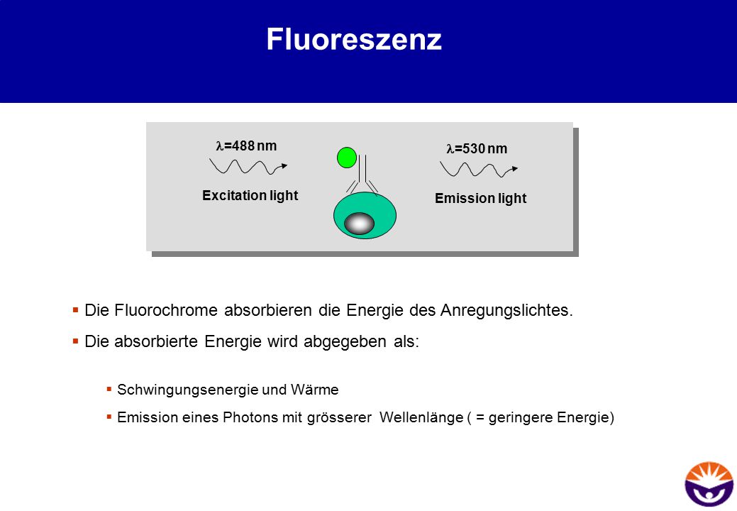 Fluoreszenz l=488 nm. l=530 nm. Excitation light. Emission light. Die Fluorochrome absorbieren die Energie des Anregungslichtes.