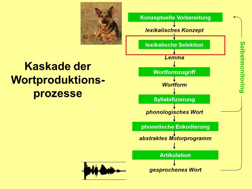 Kaskade der Wortproduktions- prozesse