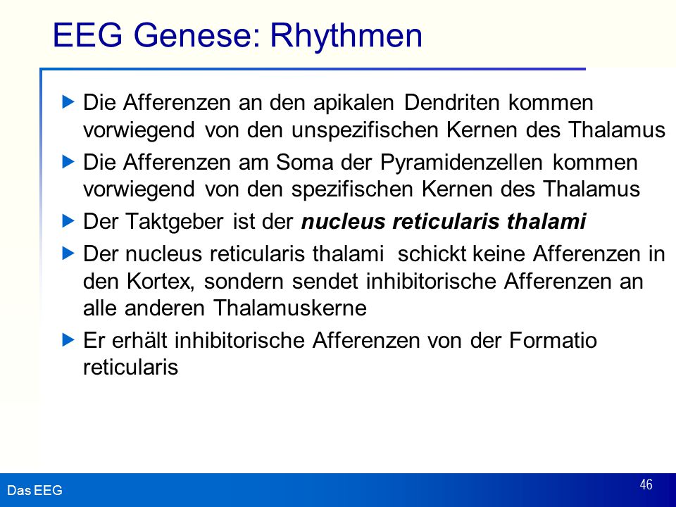 EEG Genese: Rhythmen Die Afferenzen an den apikalen Dendriten kommen vorwiegend von den unspezifischen Kernen des Thalamus.