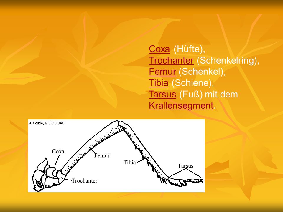 Coxa (Hüfte), Trochanter (Schenkelring), Femur (Schenkel), Tibia (Schiene), Tarsus (Fuß) mit dem Krallensegment.