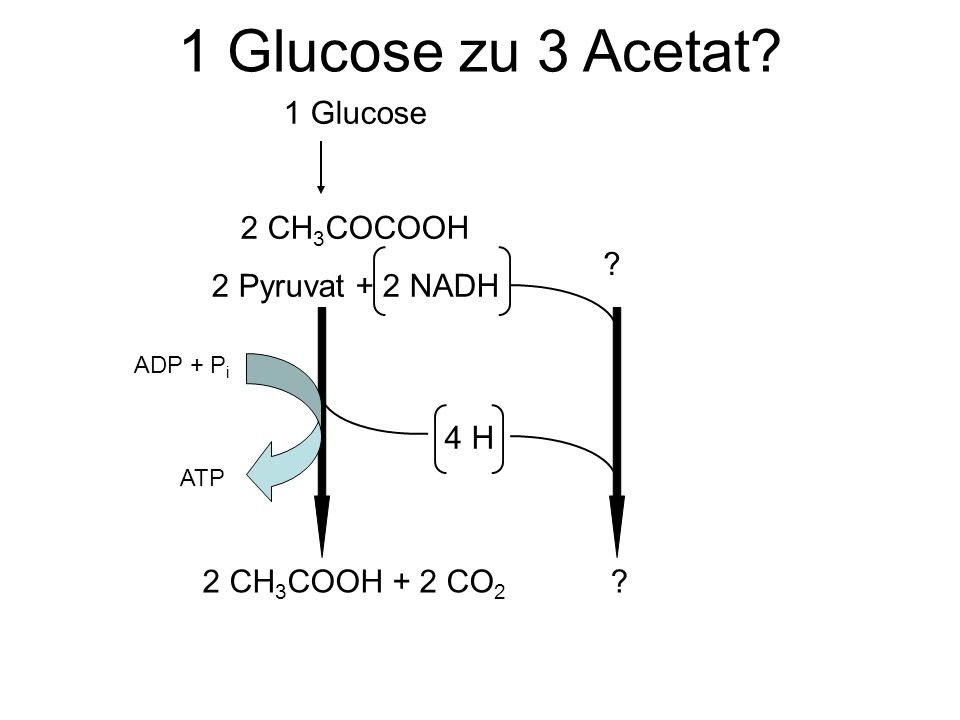 1 Glucose zu 3 Acetat 1 Glucose 2 CH3COCOOH 2 Pyruvat + 2 NADH 4 H