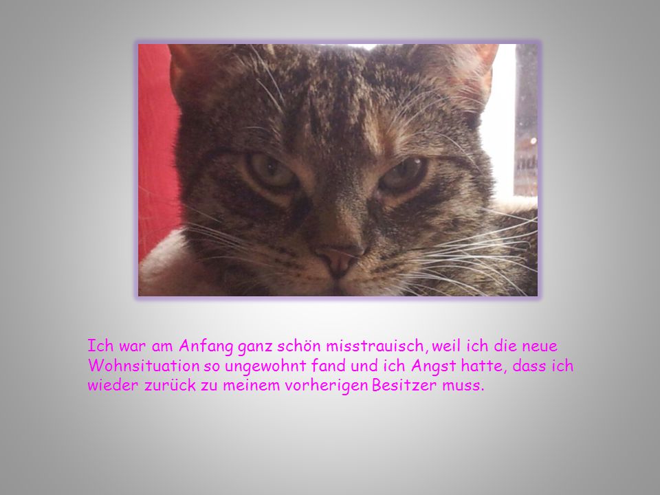 Ich war am Anfang ganz schön misstrauisch, weil ich die neue Wohnsituation so ungewohnt fand und ich Angst hatte, dass ich wieder zurück zu meinem vorherigen Besitzer muss.