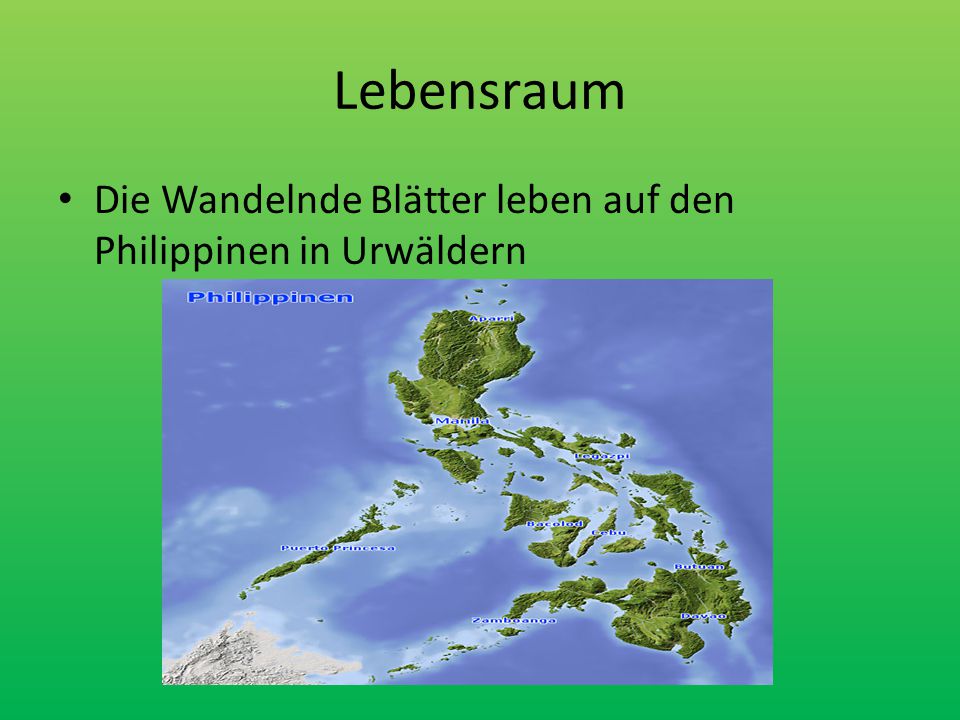 Lebensraum Die Wandelnde Blätter leben auf den Philippinen in Urwäldern