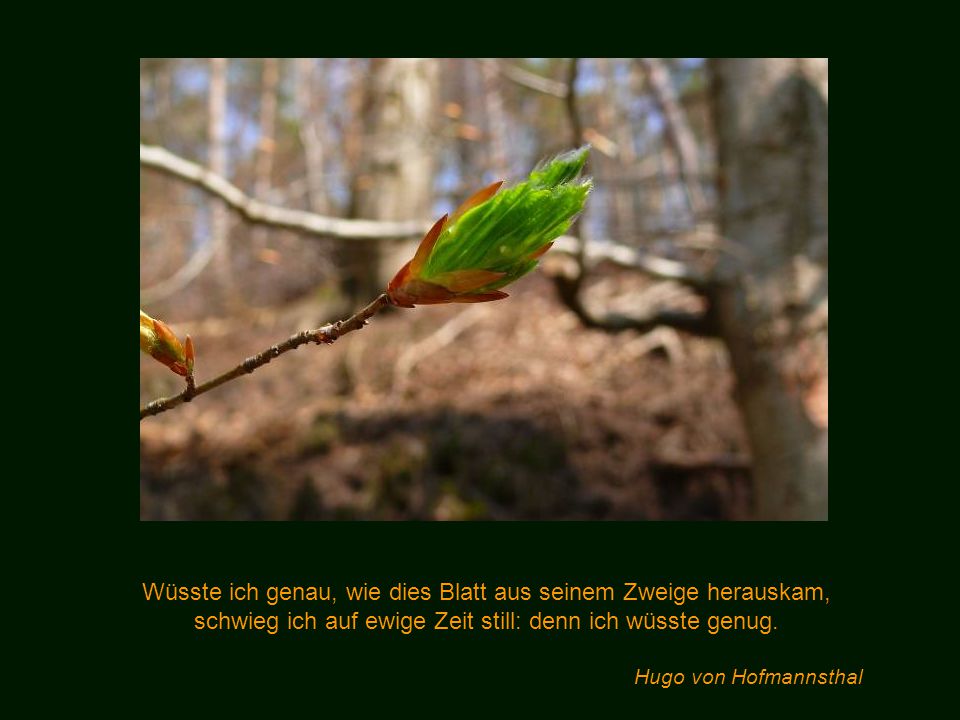 Wüsste ich genau, wie dies Blatt aus seinem Zweige herauskam,