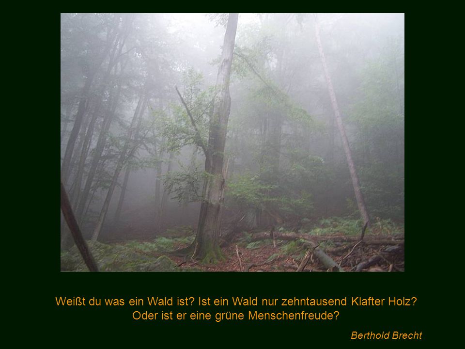 Weißt du was ein Wald ist. Ist ein Wald nur zehntausend Klafter Holz